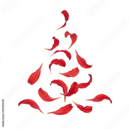 Deep red spider lily petals curled and wavy suspended mid-motion