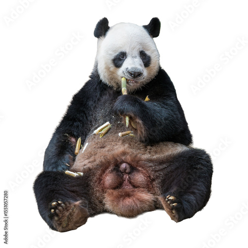 Giant Panda sitting and eating bamboo isolated on white background.