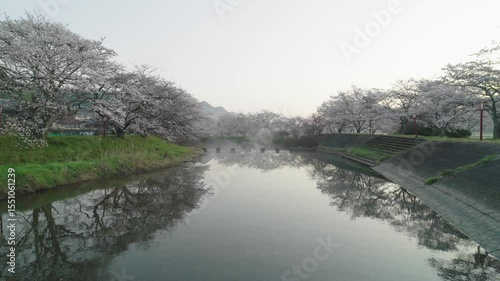 early morning cherry blossoms