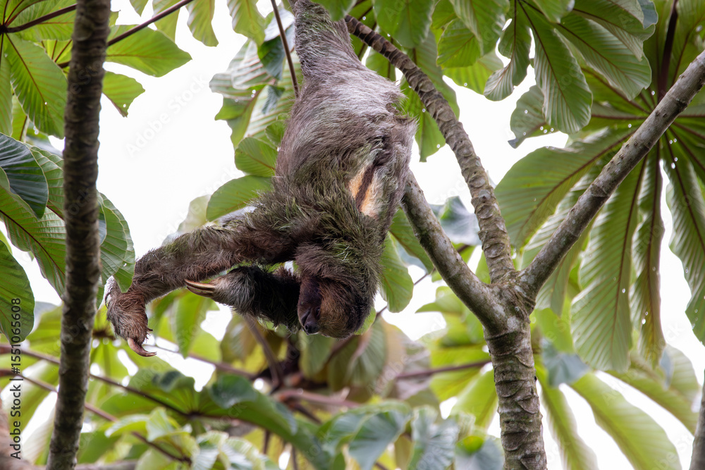 Naklejka premium A Brown-throated Three-toed Sloth in Costa Rica