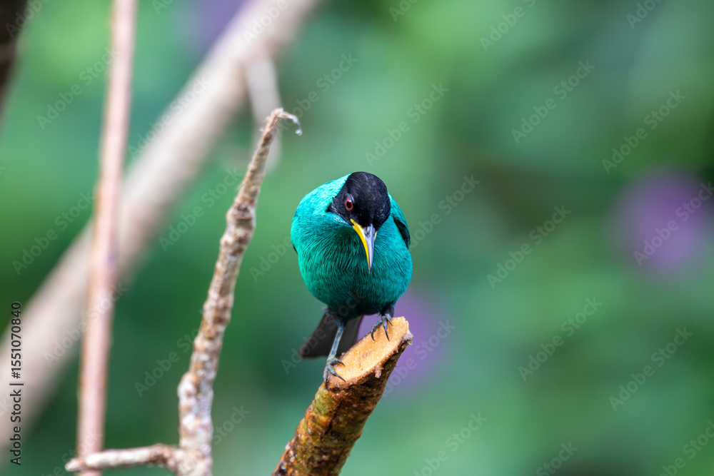 Fototapeta premium A male Green Honeycreeper in Costa Rica