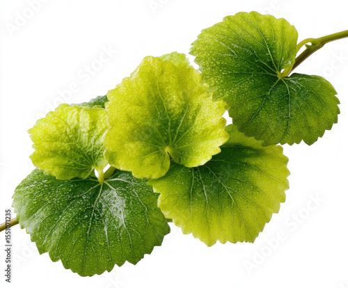vines isolated
