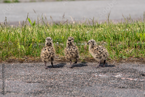 Seagull chicks on asphalt and grass