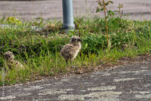 Seagull chicks on asphalt and grass