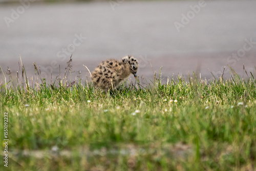 Seagull chicks on grass
