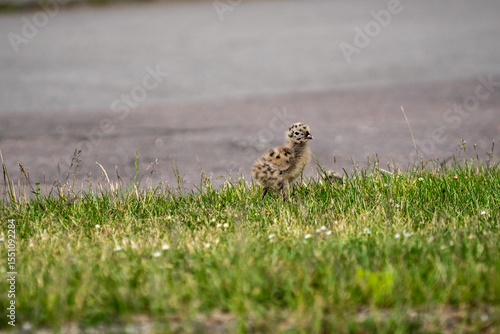 Seagull chicks on grass