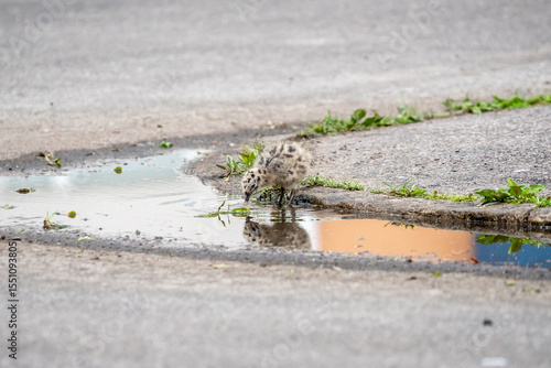 Seagull chicks in puddle on asphalt