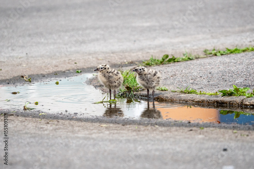 Seagull chicks in puddle on asphalt