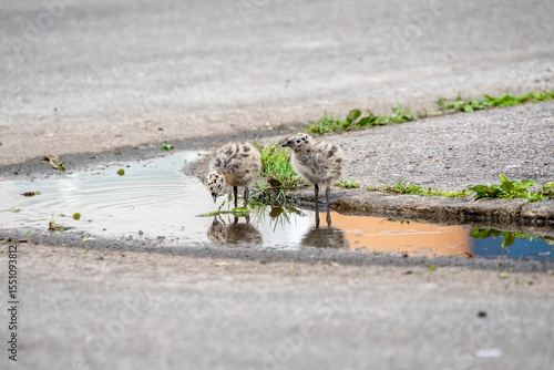 Seagull chicks in puddle on asphalt