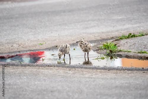 Seagull chicks in puddle on asphalt