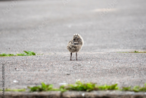 Seagull chicks on asphalt and grass