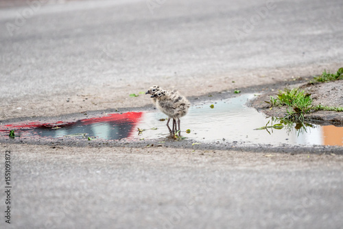 Seagull chicks in puddle on asphalt