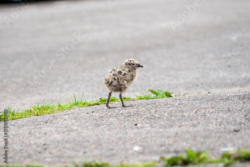 Seagull chicks on asphalt and grass