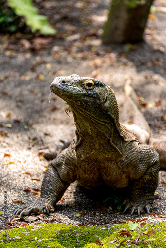 Komodo dragon giant lizard (Varanus komodoensis), Native to a few Indonesian islands within the Komodo National Park