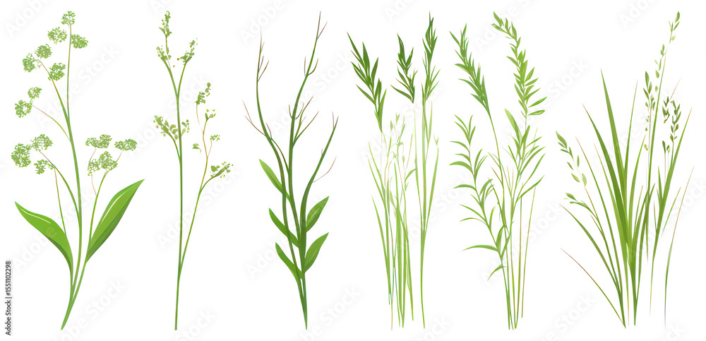 Fototapeta premium PNG Illustrated green botanical plants, element set on transparent background