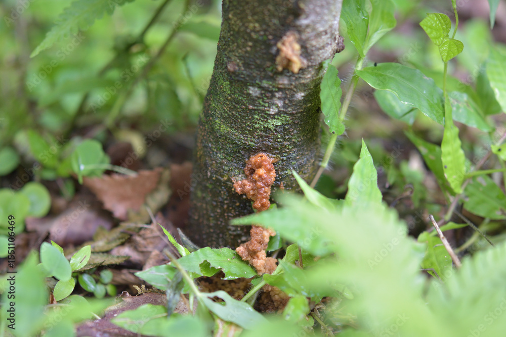 Fototapeta premium カミキリ虫に入られた果樹