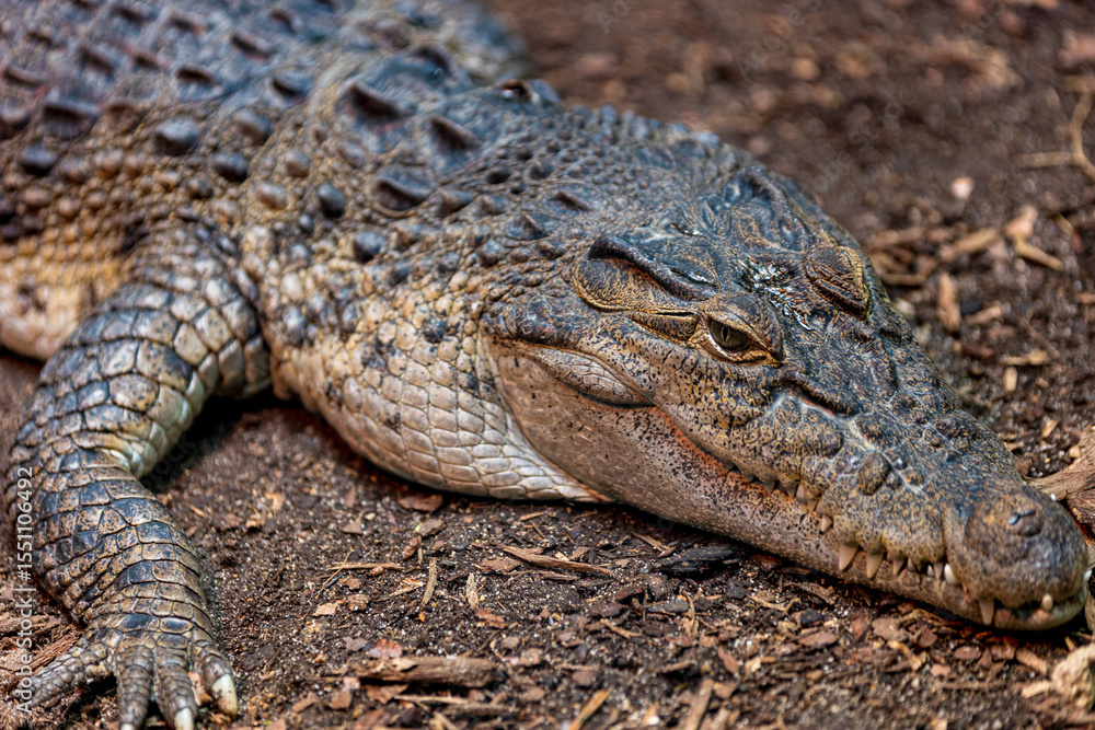 Obraz premium Close up of Crocodile or Aligator, wild powerful predator gaze from a formidable reptile, blending seamlessly with its natural habitat
