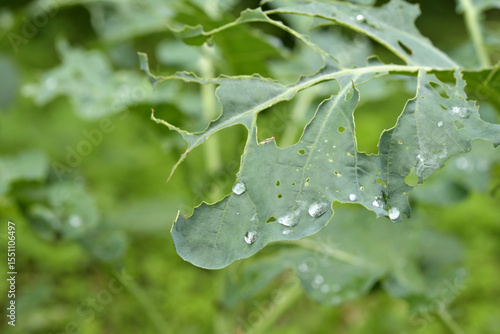 虫に食べられるいる野菜の葉