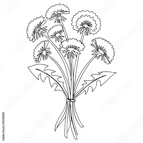 Vector line art of dandelion bouquet tied with string, detailed floral drawing with jagged leaves and fluffy flower heads