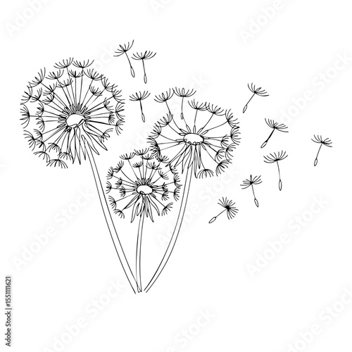 Vector line art of three dandelion puffballs with seeds blowing in the wind, detailed botanical drawing on white background