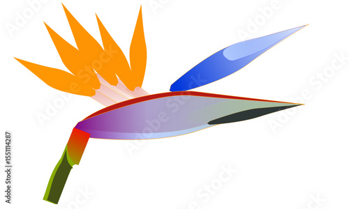 A bird of paradise flower, (strelitzia reginae) isolated on a white background. This is a vector image.