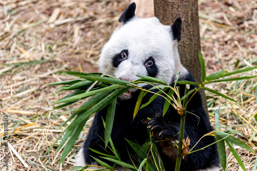 A giant panda from China enjoying a meal of fresh bamboo