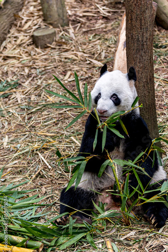 A giant panda from China enjoying a meal of fresh bamboo