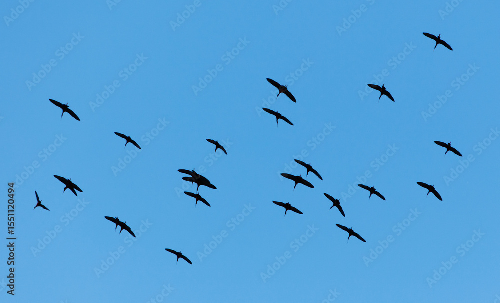 Fototapeta premium A flock of birds flying in the sky