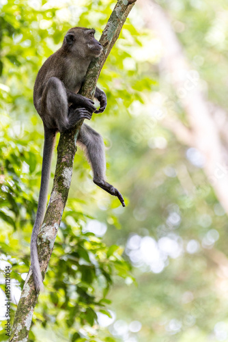 A long-tailed macaque, also known as a crab-eating macaque monkey ape, is seen perched among lush green foliage forest jungle