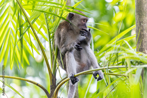 A long-tailed macaque, also known as a crab-eating macaque monkey ape, is seen perched among lush green foliage forest jungle
