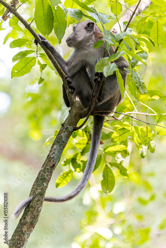 A long-tailed macaque, also known as a crab-eating macaque monkey ape, is seen perched among lush green foliage forest jungle
