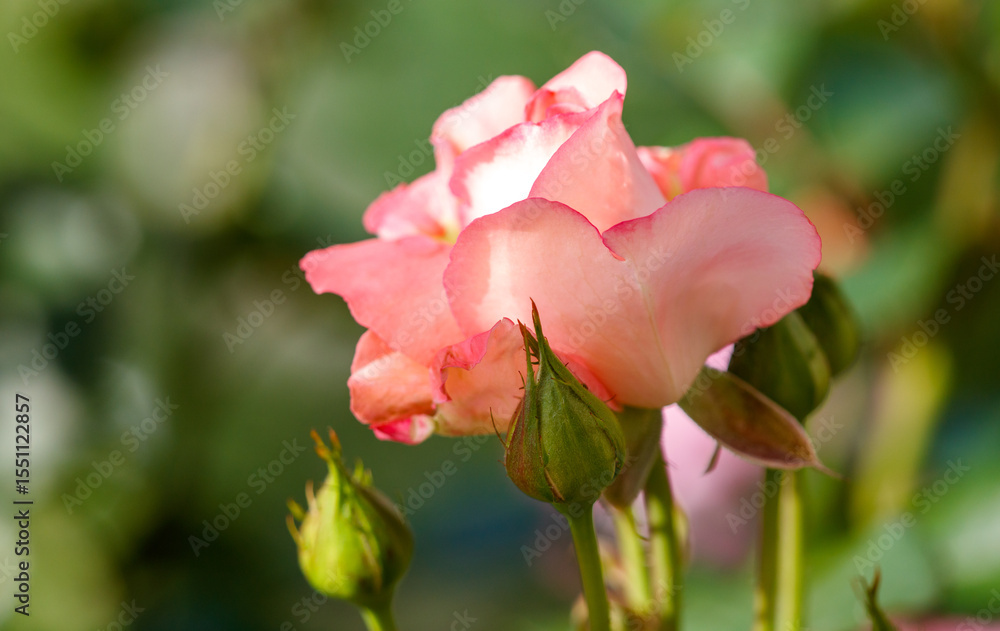 A pink rose with green leaves is in full bloom A pink rose with green leaves is in full bloom