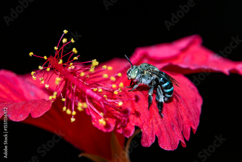 Fotografia Close up of a beautiful big-eyed blue bee on a bright red flower