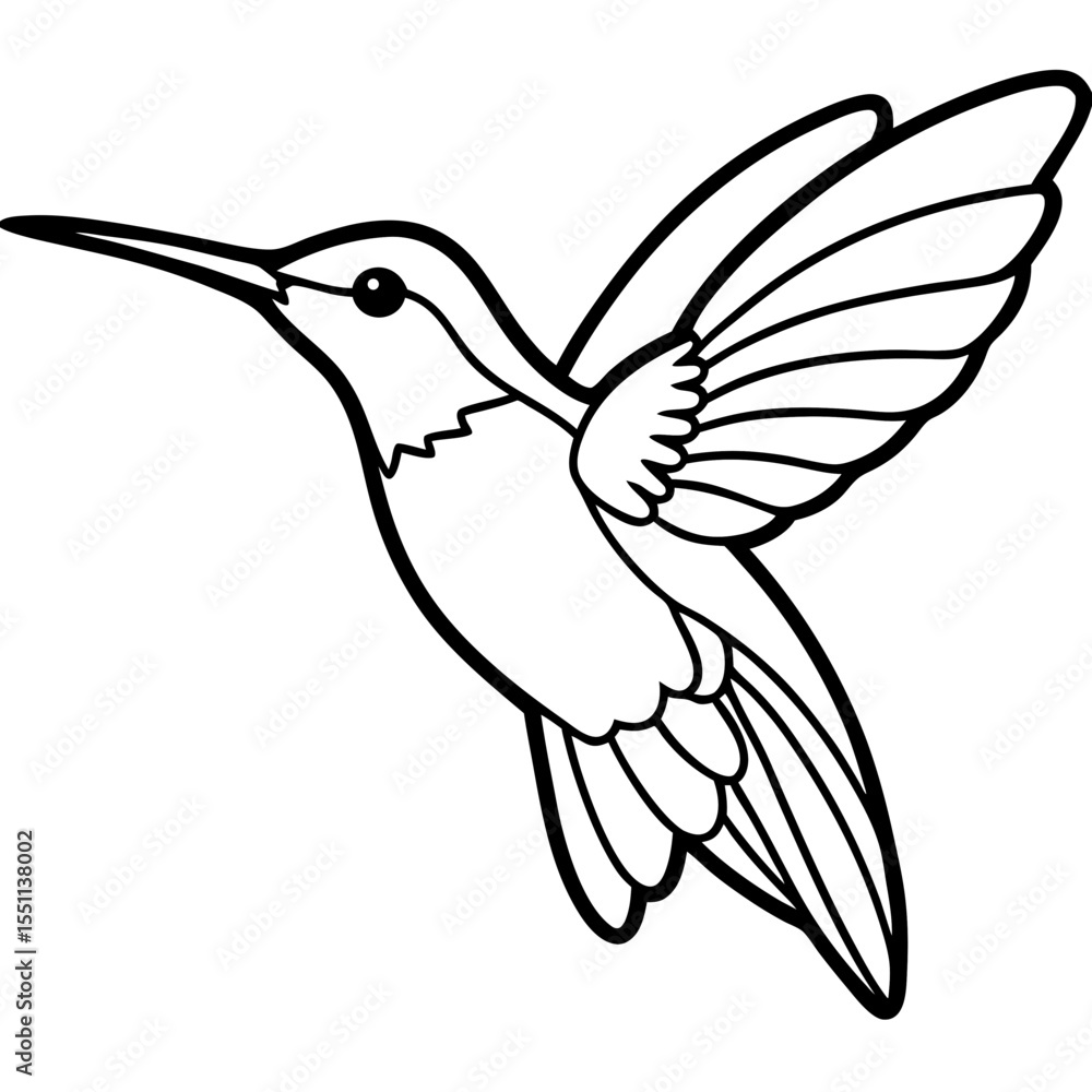 Fototapeta premium Delicate Xantus's Hummingbird Sketch Vector