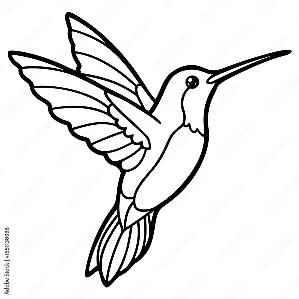 Obraz premium Delicate Xantus's Hummingbird Sketch Vector