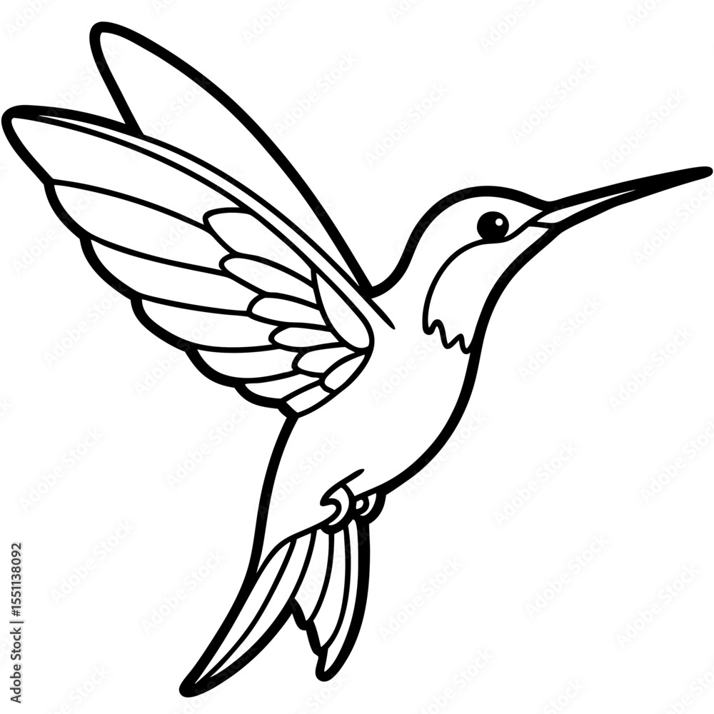 Fototapeta premium Delicate Xantus's Hummingbird Sketch Vector
