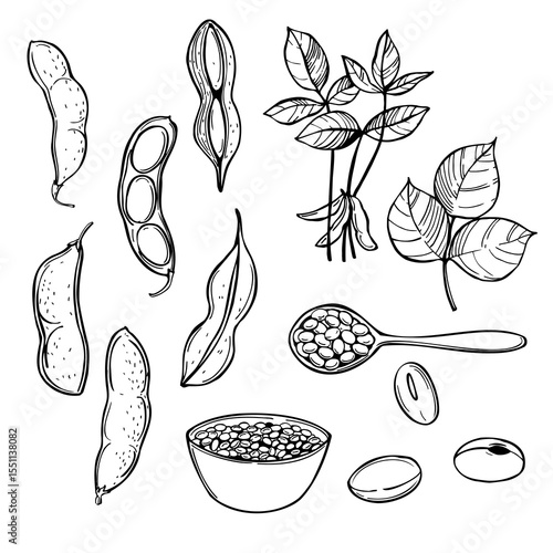 Hand-drawn soybeans. Vector sketch  illustration.