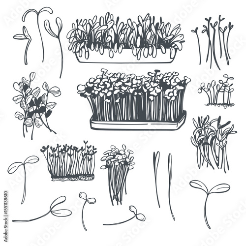 Hand-drawn microgreens set. Vector sketch  illustration.