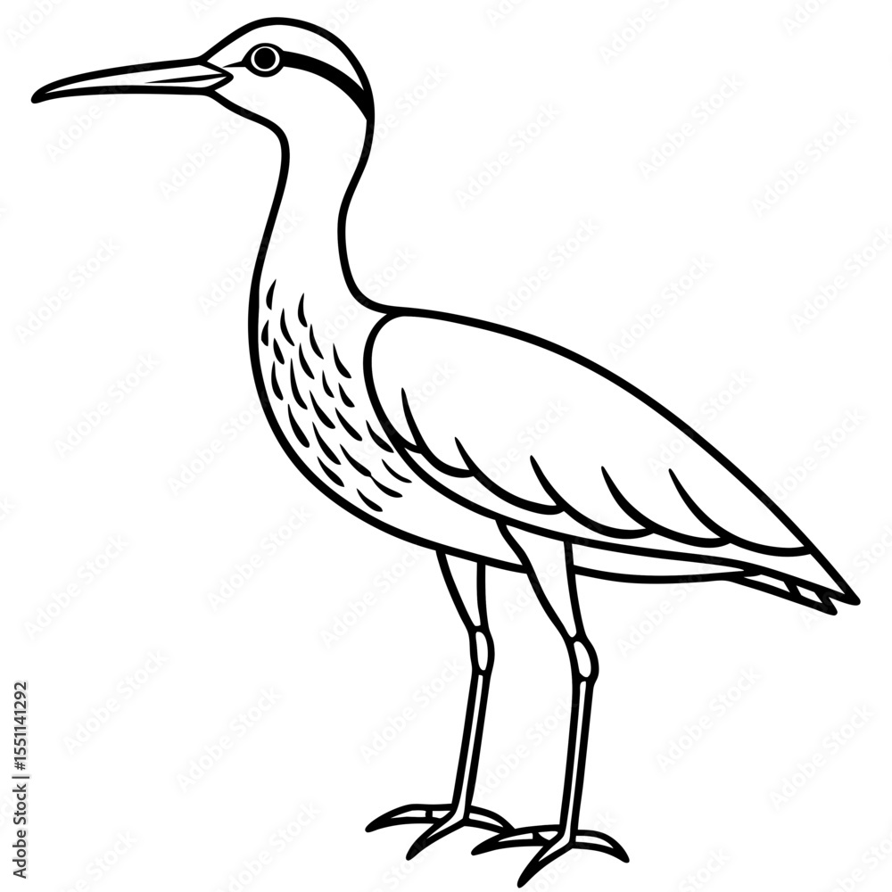 Fototapeta premium Elegant Whimbrel Outline Vector Design