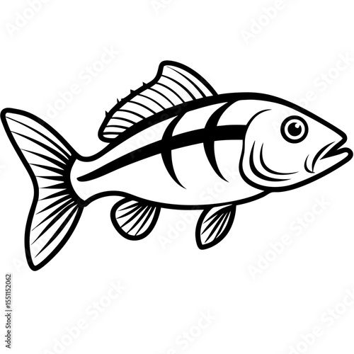 Elegant Zander Fish Line Sketch Vector
