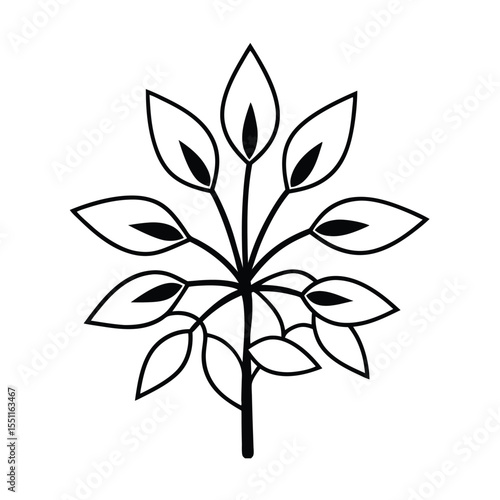a flowering sapodilla tree with radial flowers and