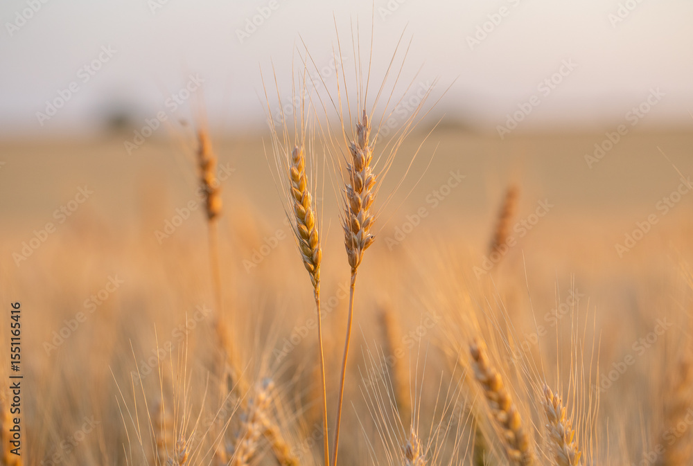 Fototapeta premium wheat ear, macro photo in the wheat field ready for harvest. Bread is made from wheat grains
