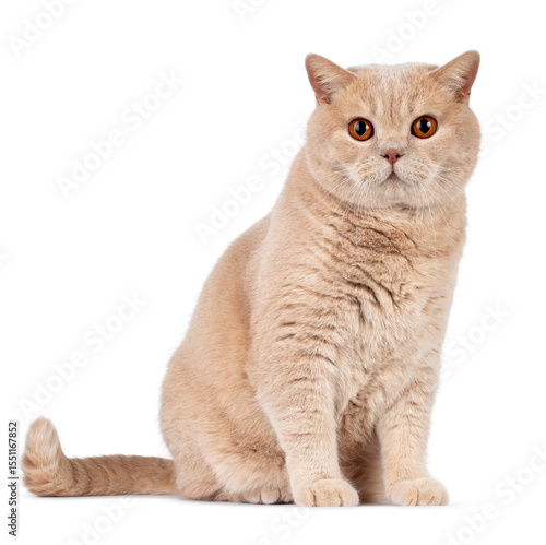 British shorthair cat sitting side ways, looking straight to camera. Isolated on a white background