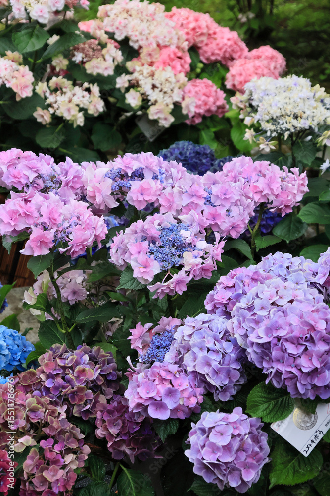 Obraz premium 日本周遊 百花繚乱の箱根強羅公園