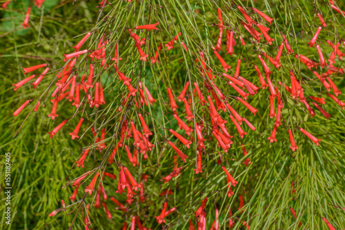 Russelia equisetiformis, also known as Coral Plant, Fountain Plant, Firecracker Plant and Fountain Bush.