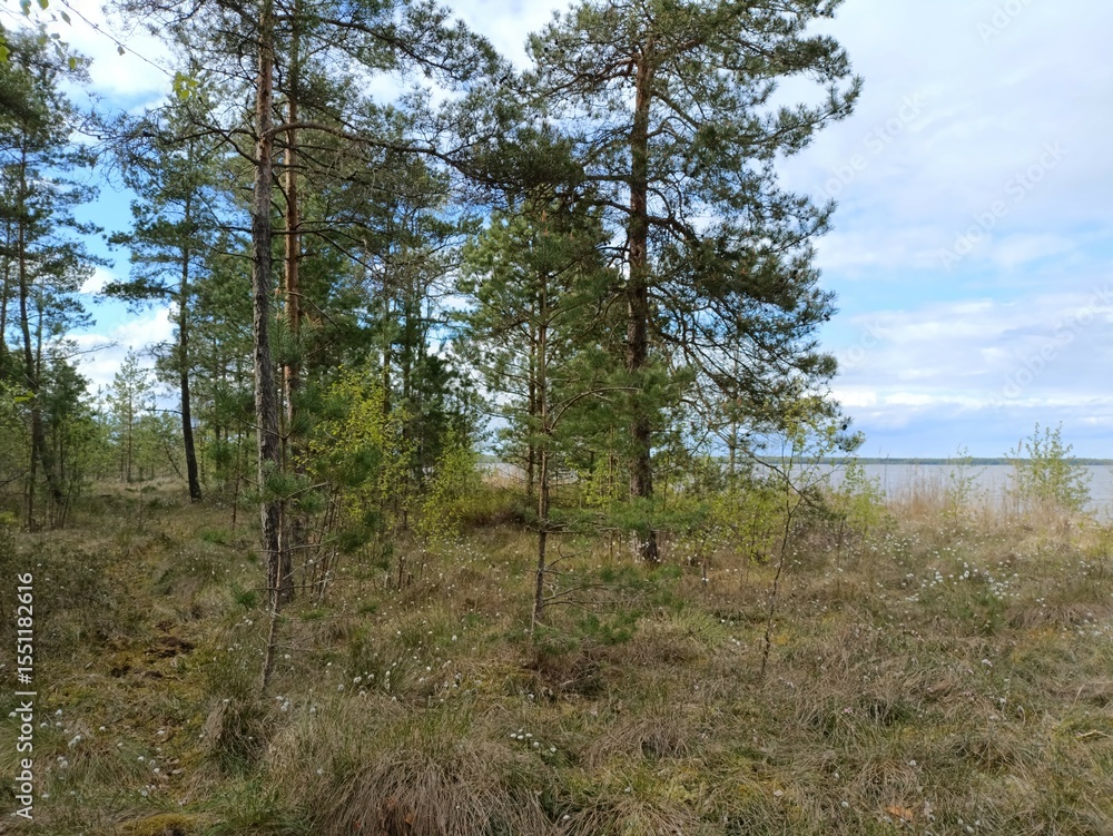 Rekyva forest and lake during sunny summer day. Pine and birch tree woodland. Bushes are growing in woods. Wavy lake.Sunny day with white and gray clouds in sky. Summer season. Nature. Rekyvos miskas. Rekyva forest and lake during sunny summer day. Pine and birch tree woodland. Bushes are growing in woods. Wavy lake.Sunny day with white and gray clouds in sky. Summer season. Nature. Rekyvos miskas.