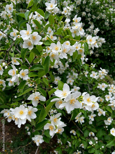 philadelphus many white jasmine flowers on green background