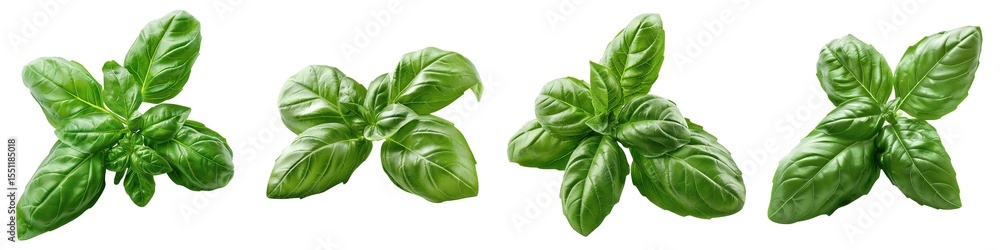 Fototapeta premium Set of Fresh Green Basil Leaves Isolated on Transparent Background