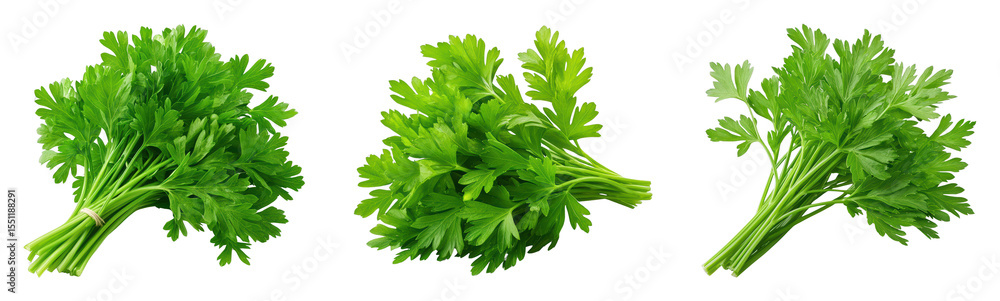 Fototapeta premium Fresh parsley bundles on a black background