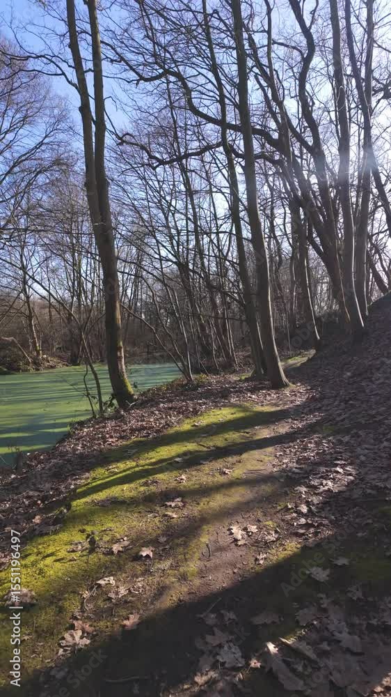 Take a leisurely stroll along a serene forest path adorned with vibrant green moss amidst tranquil surroundings Take a leisurely stroll along a serene forest path adorned with vibrant green moss amidst tranquil surroundings
